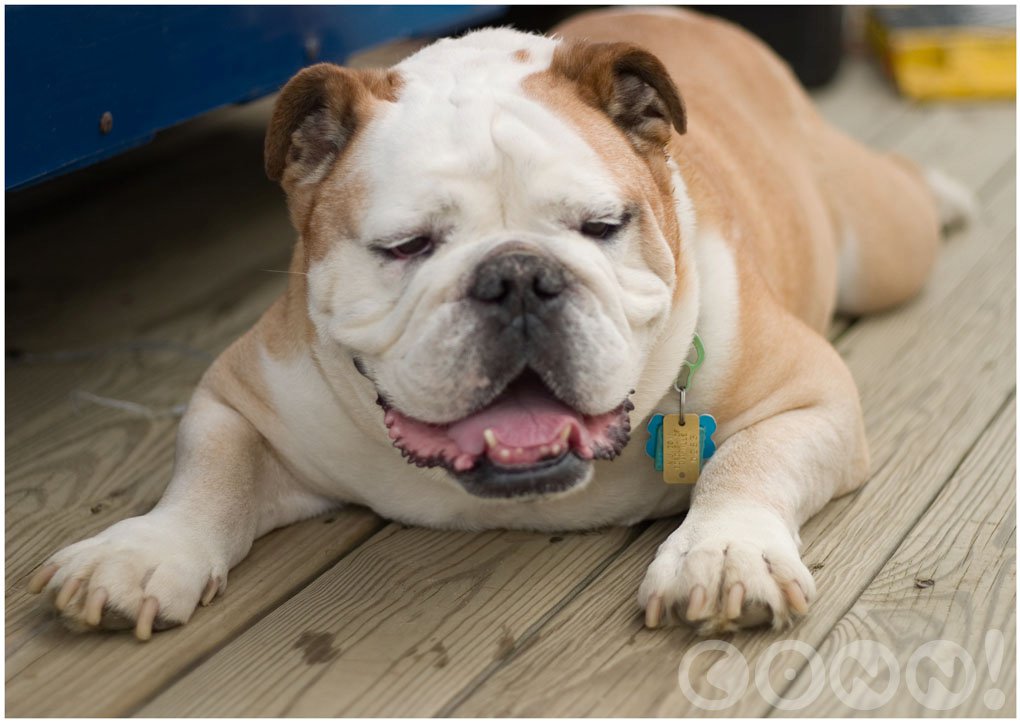 Adopt english store bulldog near me