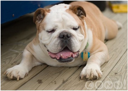 MABR | MidAtlantic Bulldog Rescue